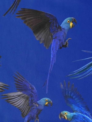 shirtbparrot Uni Blue parrot