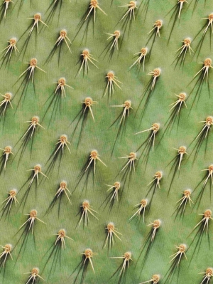 Cozy Cactus Unisex Cactus