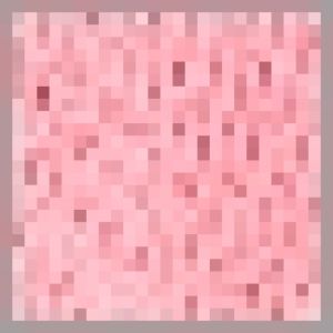 842167 4 Rose